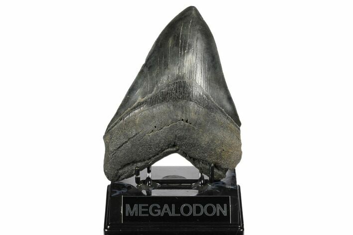 Fossil Megalodon Tooth - South Carolina #170325